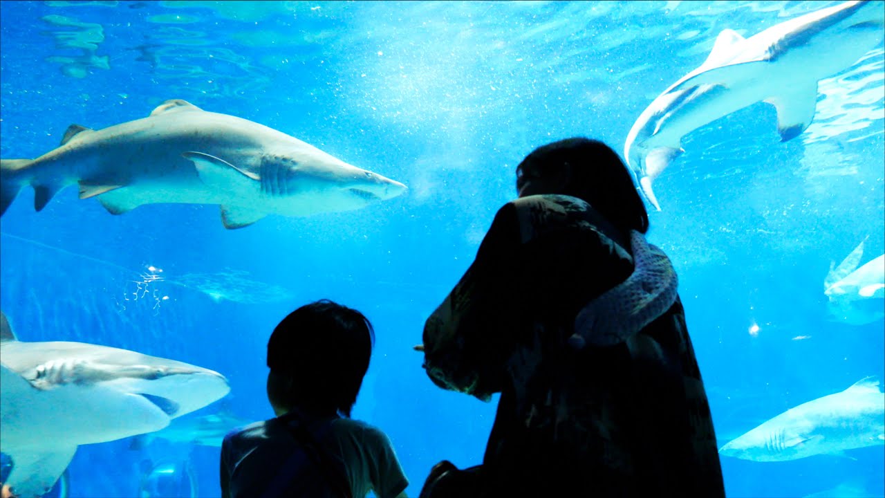 サメとマンボウがたくさんいる アクアワールド大洗水族館に行ってきた