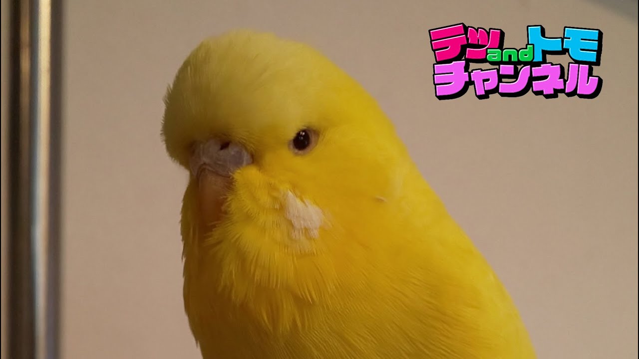 【テツａｎｄトモ】我が家のジャンボセキセイインコ『トッポ』の動画♯１８。