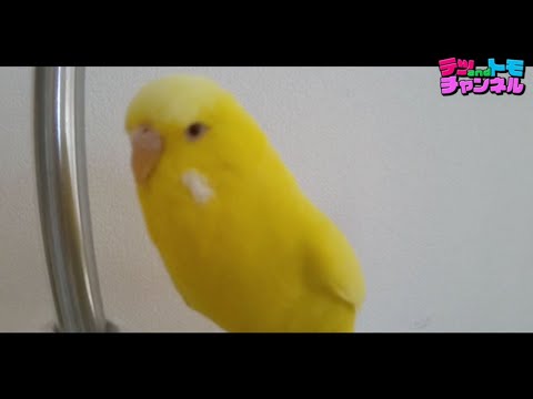 【テツａｎｄトモ】我が家のジャンボセキセイインコ『トッポ』の動画♯２０。