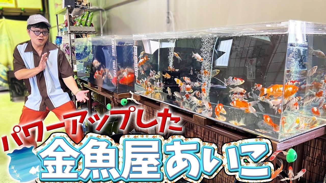 【シン・金魚屋あいこ】ずっと行きたかった新店舗!!どの子をお迎え!?