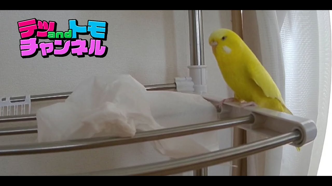 【テツａｎｄトモ】水浴びする我が家のジャンボセキセイインコ『トッポ』♯２１。