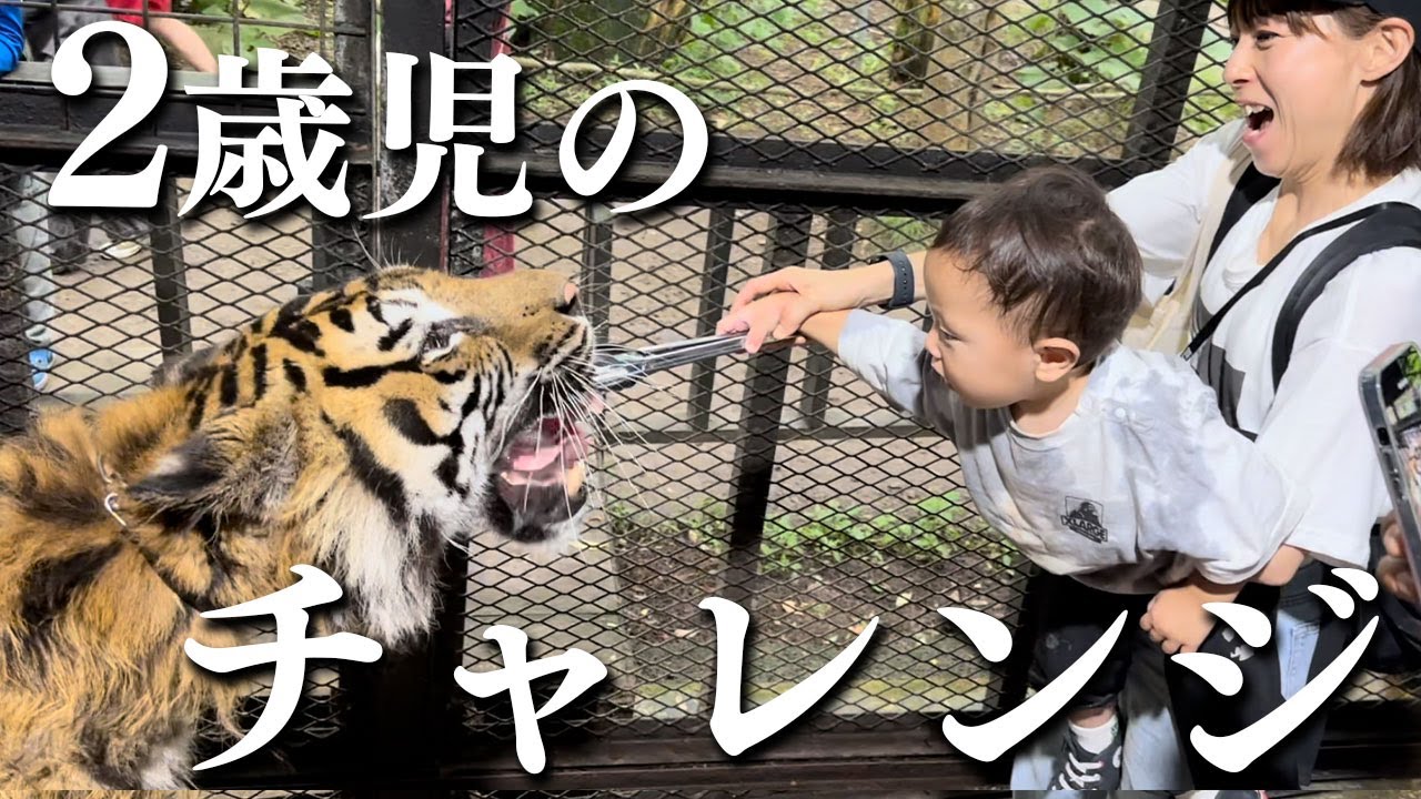 2歳のとわくんリアルなトラに大興奮！