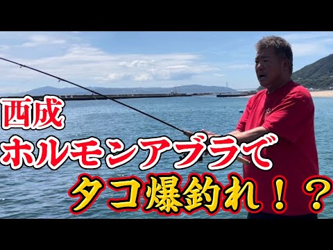 【検証】ホルモンテツの最強アブラでまさかのタコ爆釣れ!!