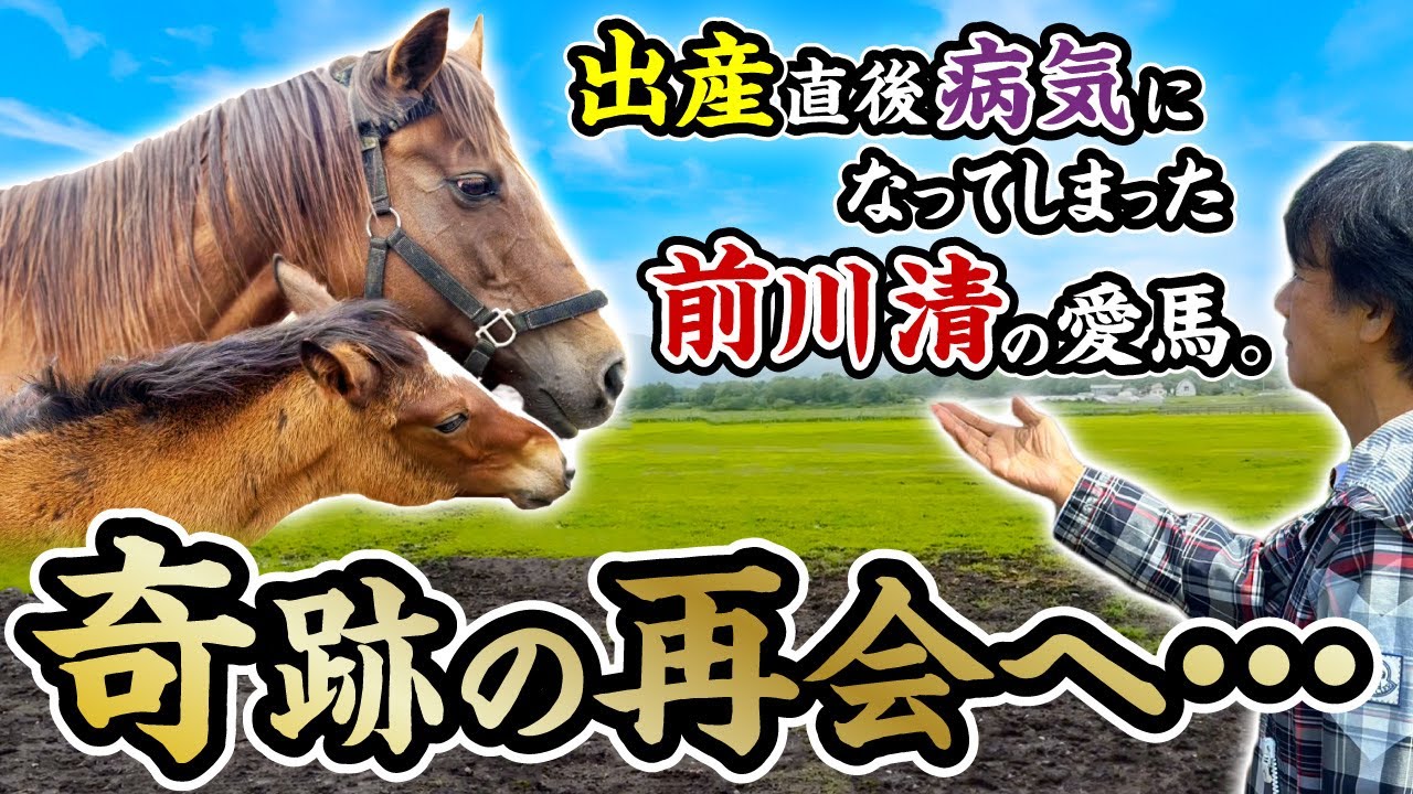 清の所有馬に会いに行ったら、必死に生きる人と馬に感動