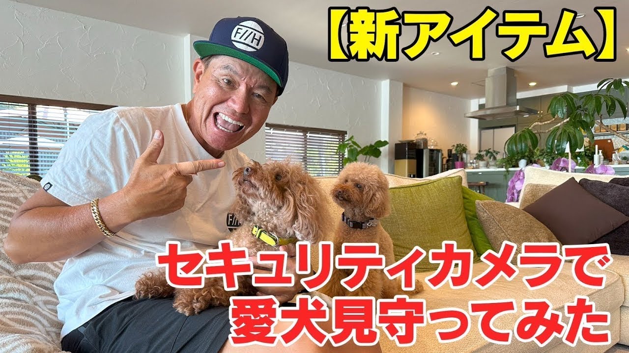 【新アイテム】セキュリティカメラで愛犬見守ってみた🐶