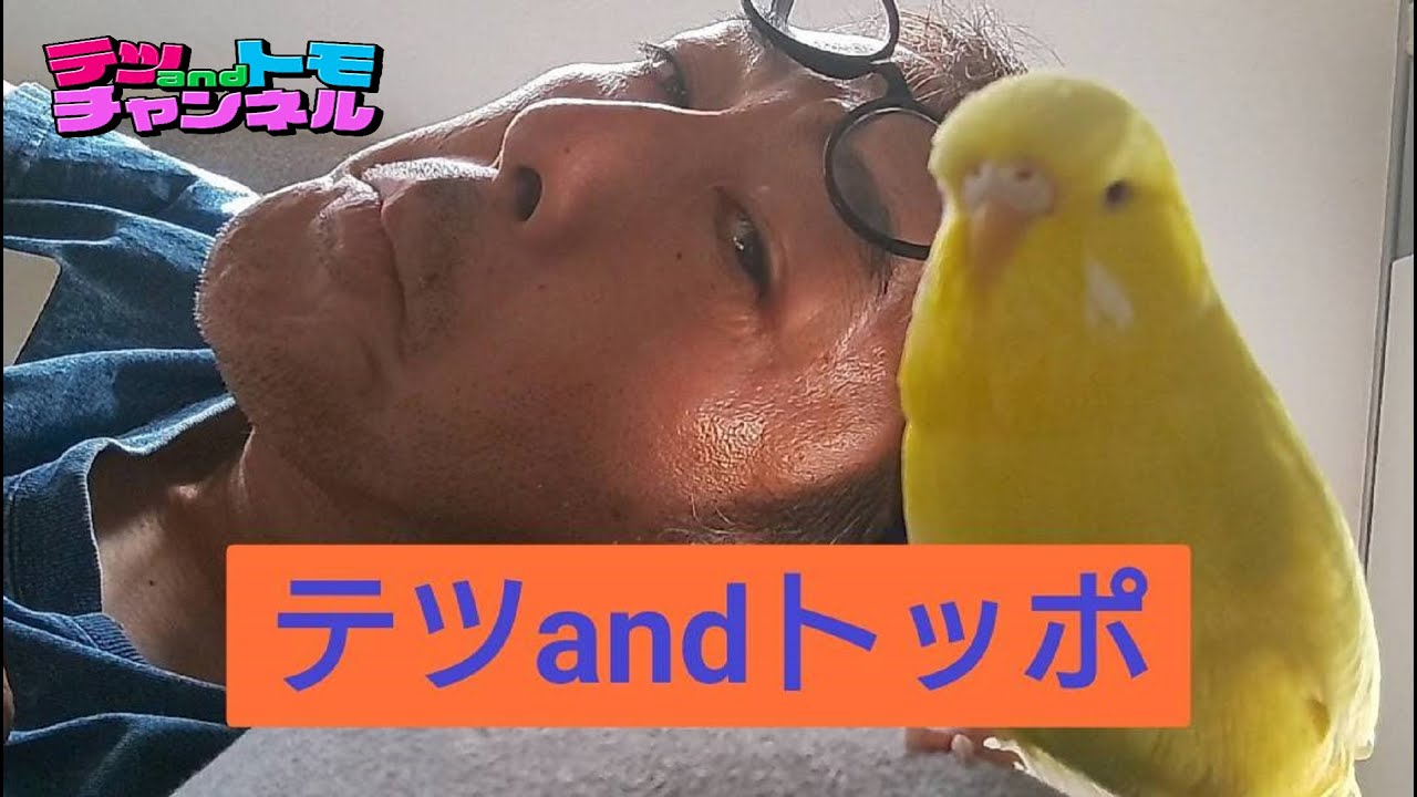 【テツａｎｄトモ】ジャンボセキセイインコのトッポとまったり遊ぶ！♯２２。