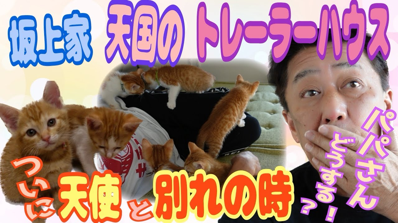 捨て猫だった天使たち・・ついにトレーラーハウスを卒業する？！