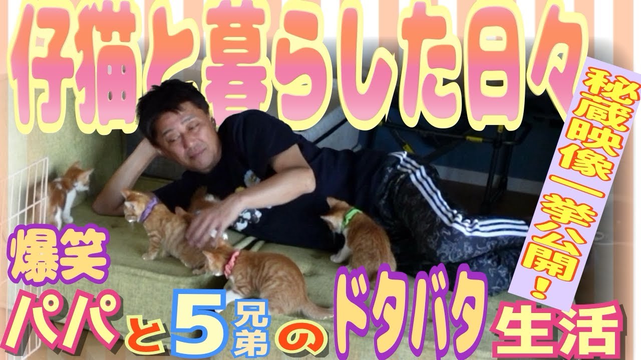 【爆笑】捨て猫だった5兄弟の天使達との暮らし〜さすがのパパも5兄弟には敵いませんでした〜