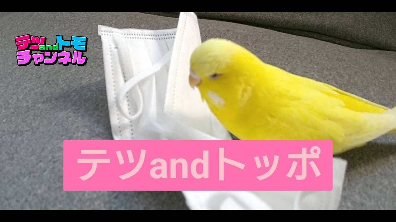 【テツandトモ】ジャンボセキセイインコ、トッポちゃんの大冒険！#２３