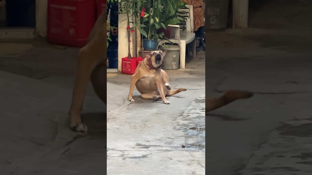 隠し撮りされてブチギレるフィリピンの犬