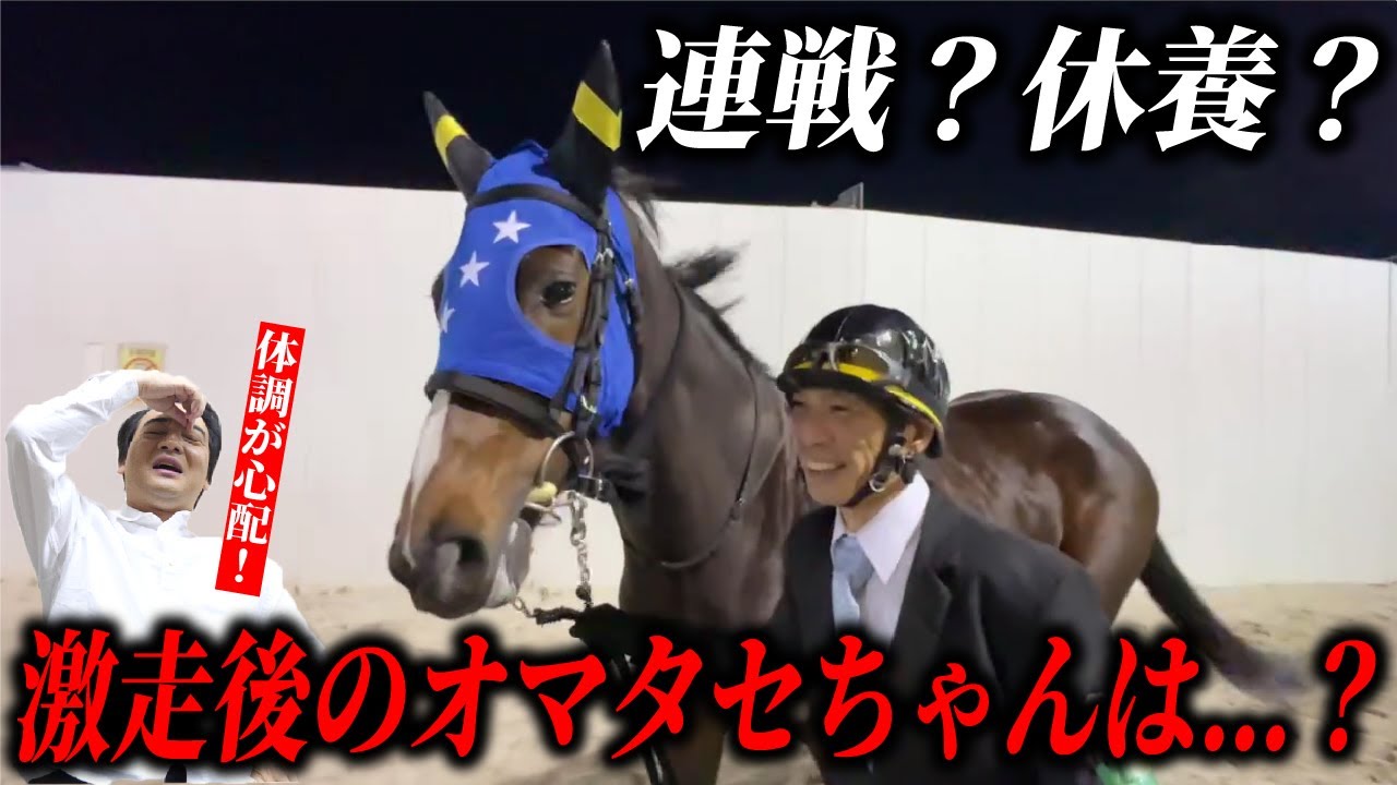 【馬主】斉藤大興奮の船橋初勝利から2週間…現在のオマタセちゃんの様子は…！/今後の予定についても！