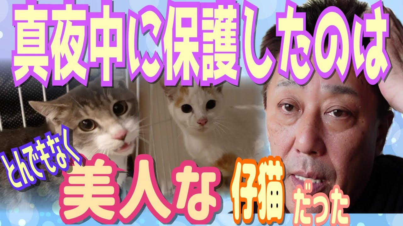 【TNR】真夜中に保護した猫は超美人さん兄妹？！だった。ママと一緒にPNM＃6