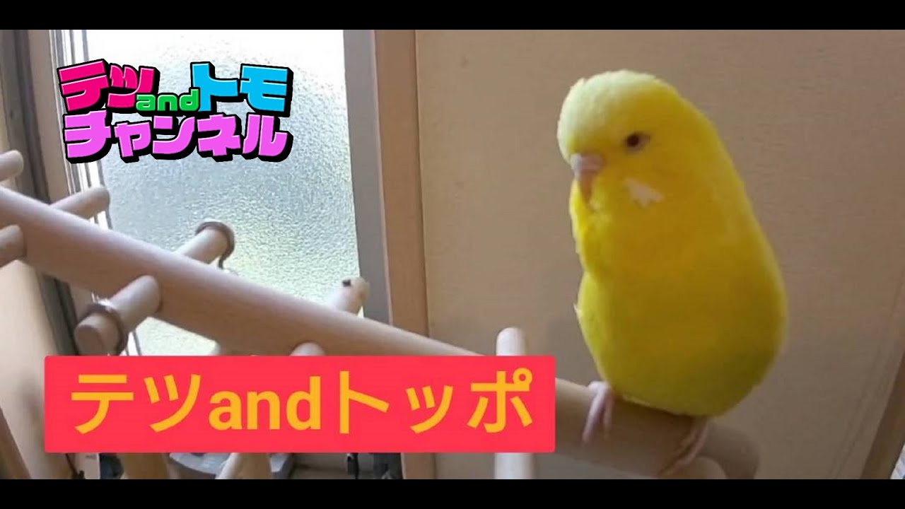 【テツandトモ】不機嫌な？ジャンボセキセイインコ「トッポちゃん」。シリーズ♯２４！