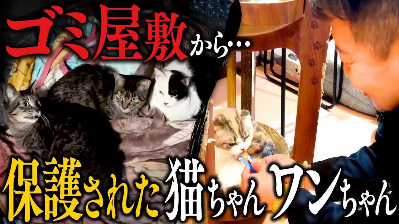 【SOS】ゴミ屋敷からの救出… 保護された猫ちゃん・ワンちゃんのためのプロジェクト