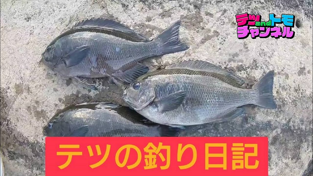【テツａｎｄトモ】テツ1人でプライベート魚釣り！