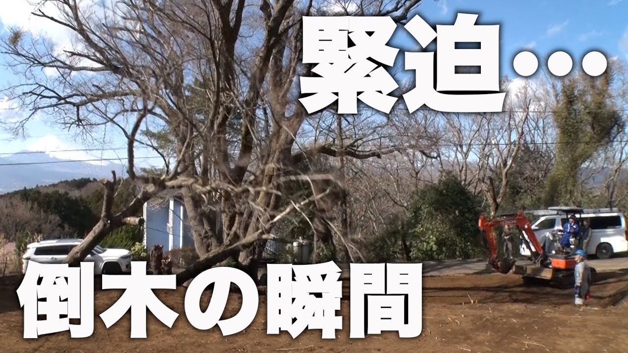 【SUSHI別荘#23】庭の大木が倒れる瞬間