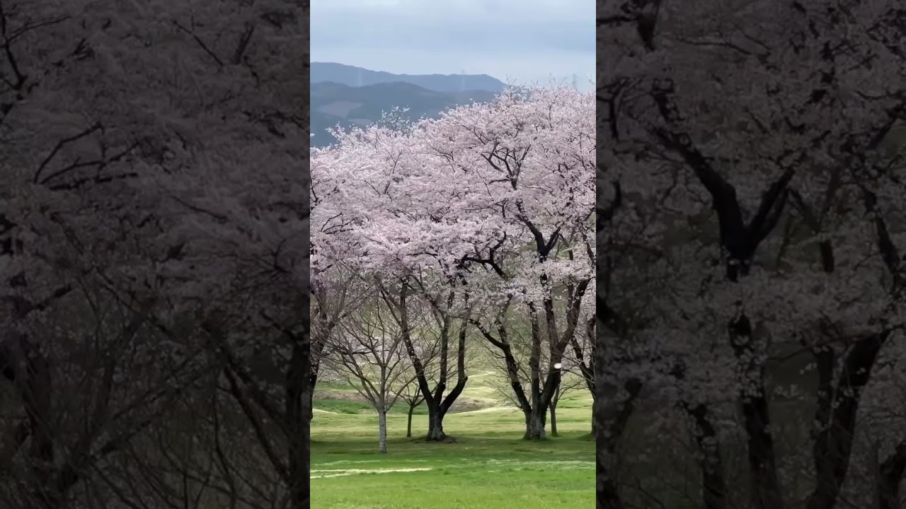NASU FARM VILLAGEの圧巻の桜並木🌸🪽皆様ぜひ遊びにいらしてくださいね🥰🩵🪽