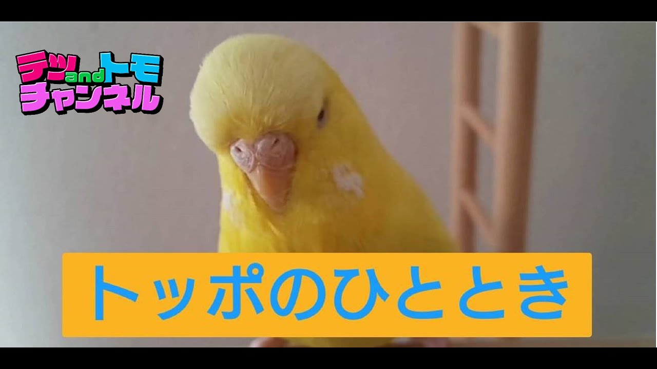 【テツandトモ】ゴリラ→フクロウ→テツ！ ジャンボセキセイインコのトッポちゃん＃２５