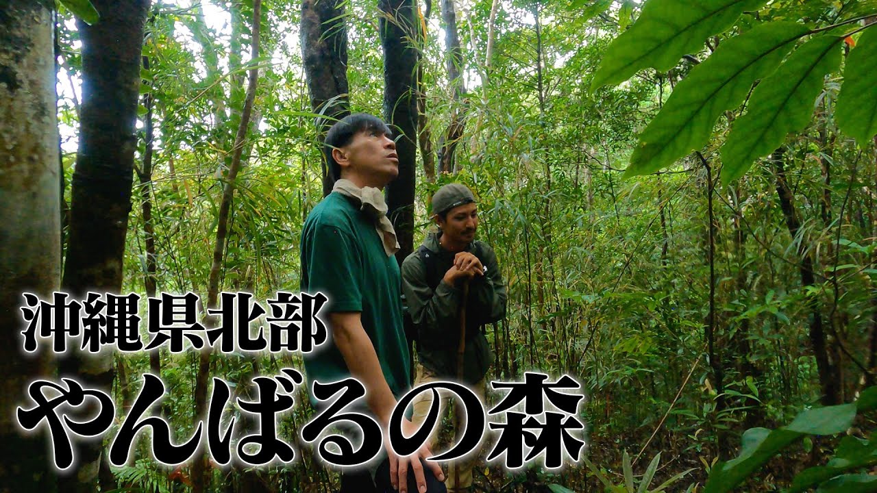 【VLOG】世界自然遺産に認定された沖縄県国頭村の森を紹介します🌳