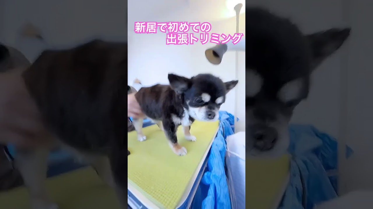 新居で初めての出張トリミング〜🐶🐶　　#犬との生活 #出張トリミング #新居 #老犬 #保護犬