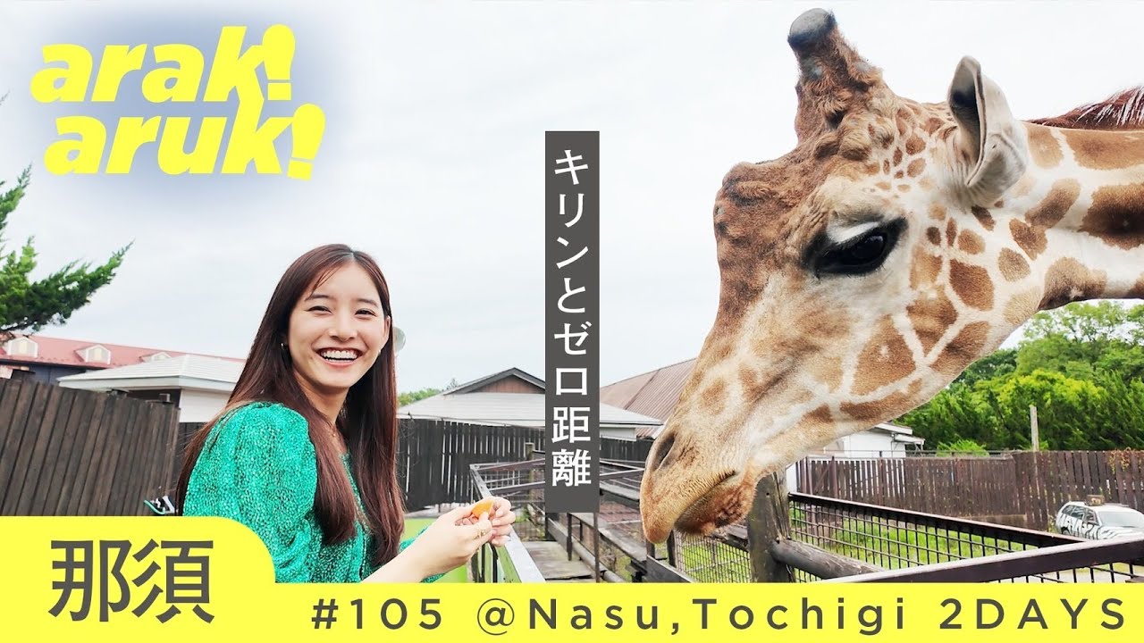 ナイトサファリ大迫力🦒🐈🐘ずっとかわいい🦁Hand-feeding giraffes and elephants!First night safari experience!