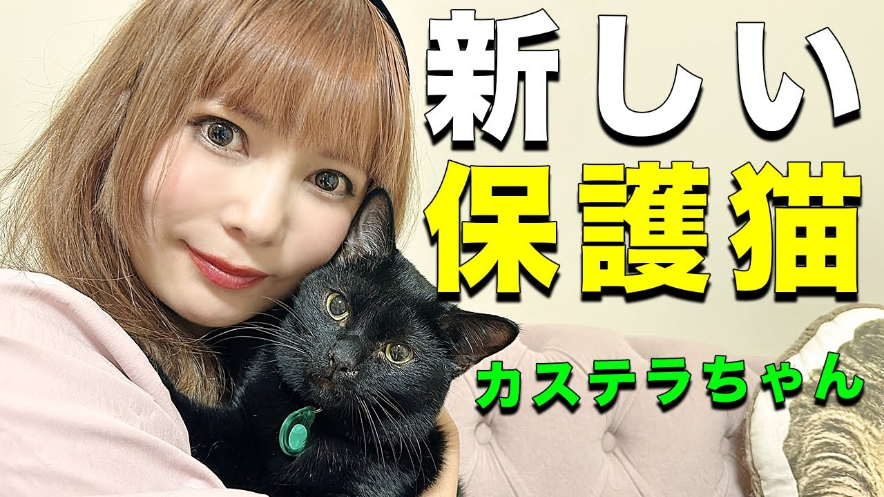 【保護猫】新しい家族が増えたので紹介します🐈