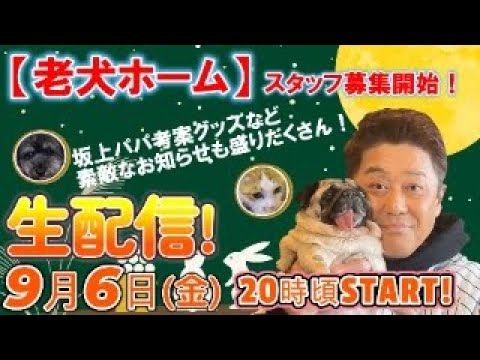 【生配信】９月６日(金)よる２０時頃から生配信！『老犬ホーム』スタッフ募集！坂上パパ考案グッズなど素敵なお知らせも盛りだくさん！さて本日の出演ワンコニャンコは誰でしょう！！