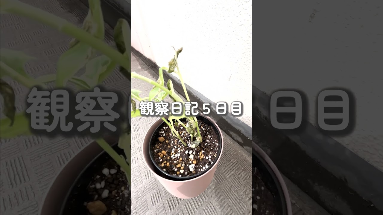 【観察日記①】観葉植物に突如現れた謎の草