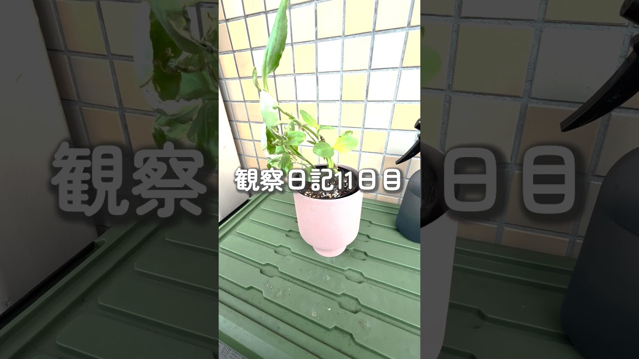 【観察日記②】観葉植物に突如現れた謎の草