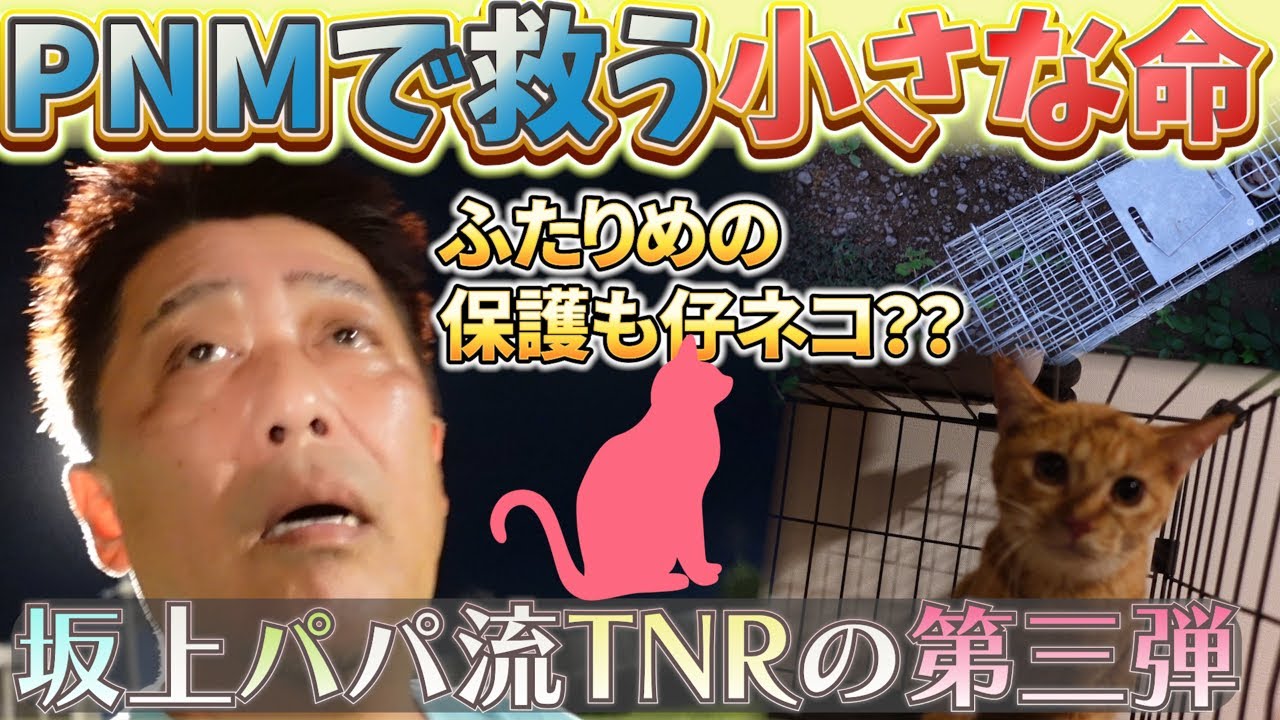 坂上パパの地域猫保護活動 PNMで繋ぐ小さな命