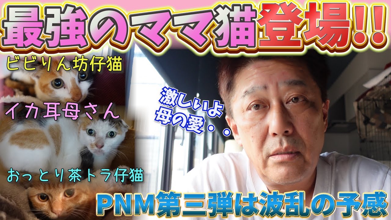 PNM活動：荒ぶる母猫と仔猫が見せた強い絆と壮絶な保護奮闘記