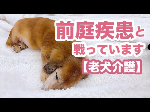 心菜が前庭疾患と戦っています【老犬介護】