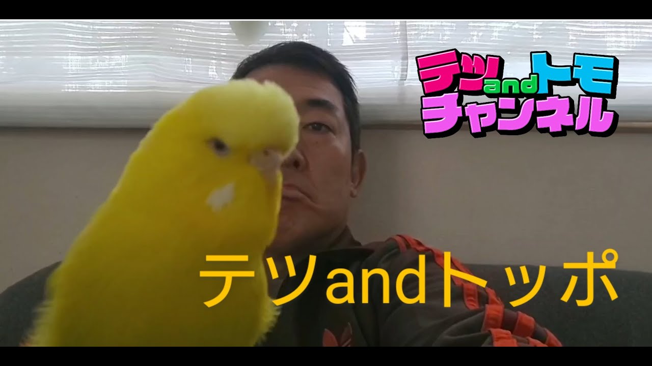 【テツａｎｄトモ】ジャンボセキセイインコのトッポとテツのほのぼの動画♪