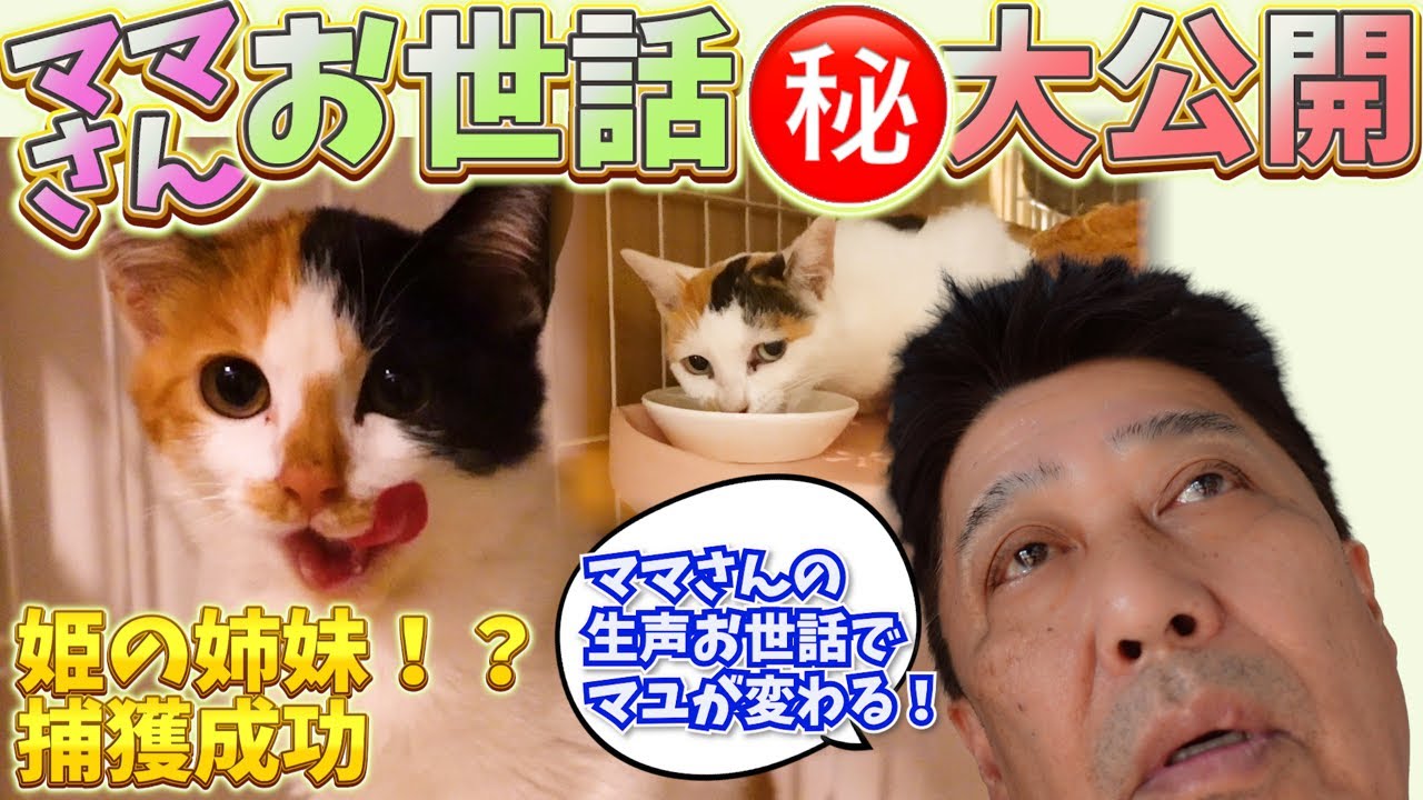 猫たちの心を開くママさんのご飯の時間。新たな捕獲と“肝っ玉お母さん”の謎も！