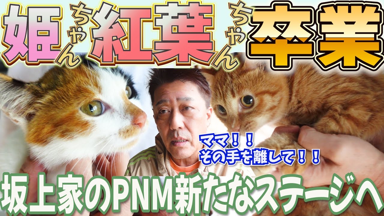 姫、紅葉！坂上家卒業で新生活スタート！パパさんの捕獲作戦、次なる展開は？