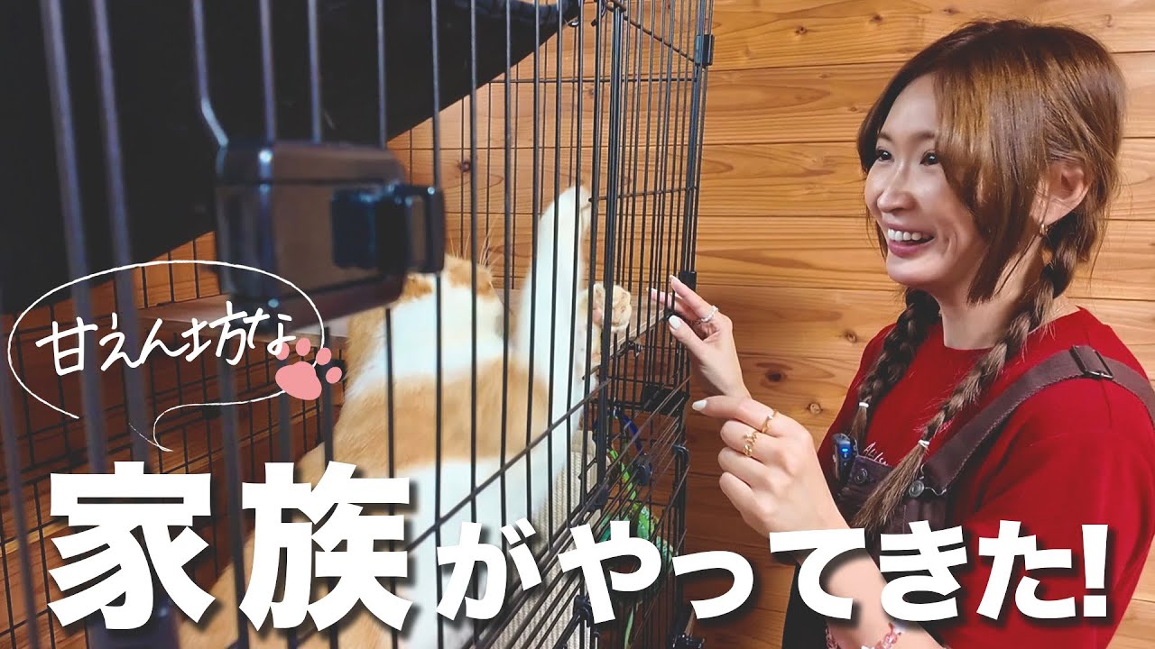 満月の日に猫を保護することになりました