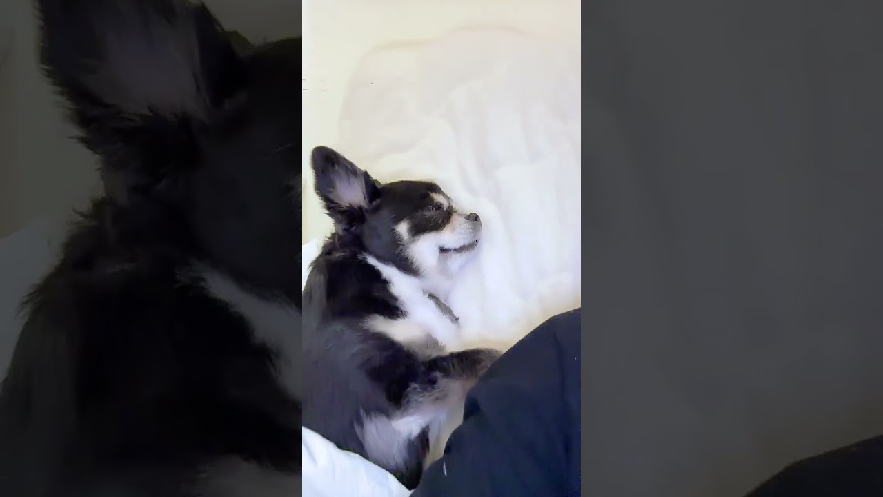 前に習い！🐶運動会の夢見てる？杏しゃん🐶愛娘たちに癒されて💖