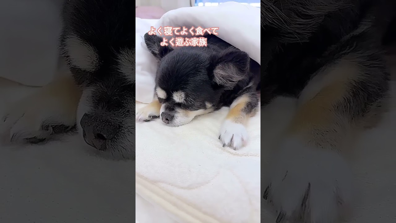 パパのお腹の上でねる犬🐶　　　　　#shorts #犬のいる暮らし #保護犬 #チワワ #ミニチュアダックス