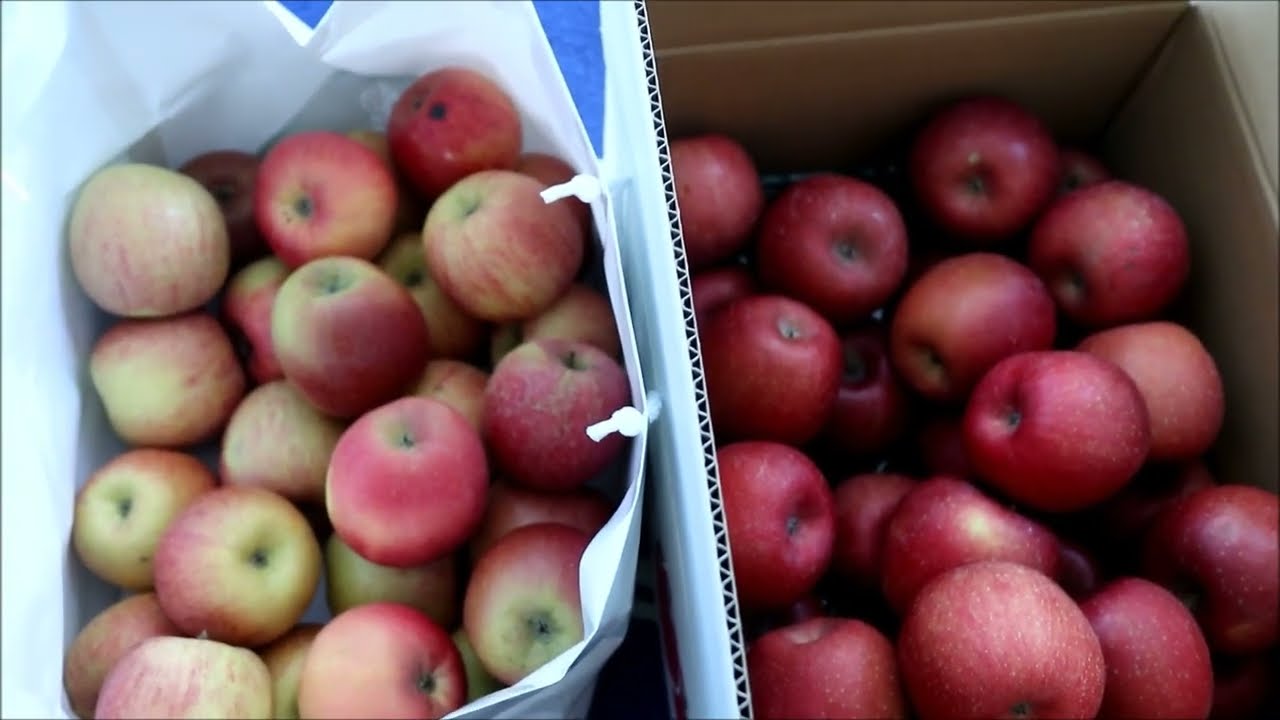 りんご  / 噂に聞きました 頼まれてもいないコナンのテーマ【最近の唄】