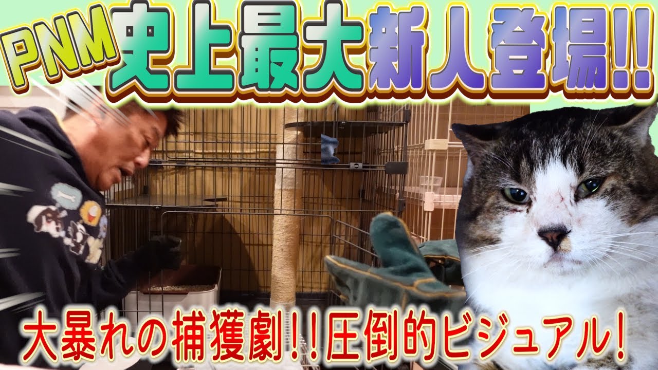 PNM史上最大の新人登場！トレーラーハウスの保護猫たちが驚くヘビー級猫の秘密