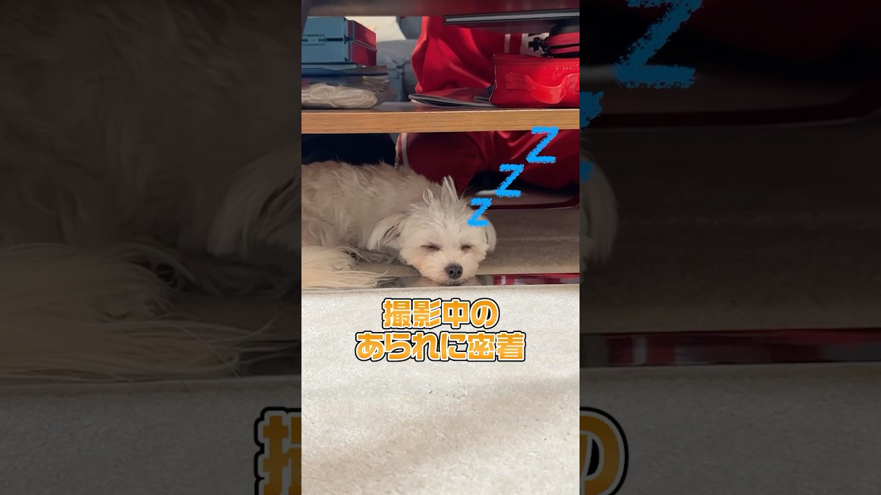 撮影中のあられに密着！#shorts