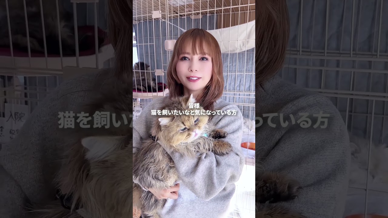 【拡散希望】本当にありがとうございます！ #猫 #拡散希望 #fyp