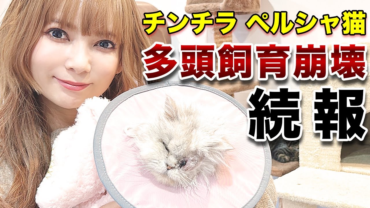 【重要】莫大な義援金が集まりました！多頭飼育崩壊の続報！