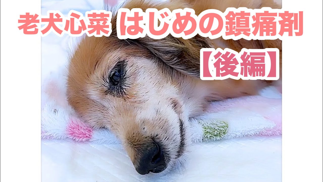 体の違和感にパニックになり心菜しゃんはじめての鎮痛剤【老犬介護】