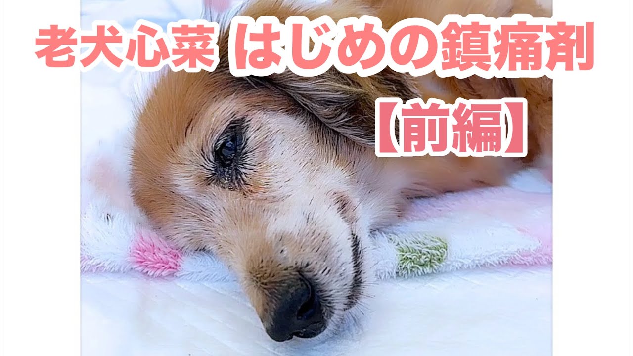 血尿がとまらず病院へ【老犬介護】老犬心菜推定18歳