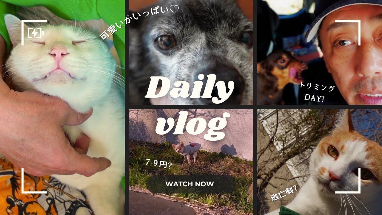 【Daily Vlog】フユトの新ルール！ちくわの逃亡劇！etc…〜可愛いがいっぱいの坂上家最新映像まとめ〜