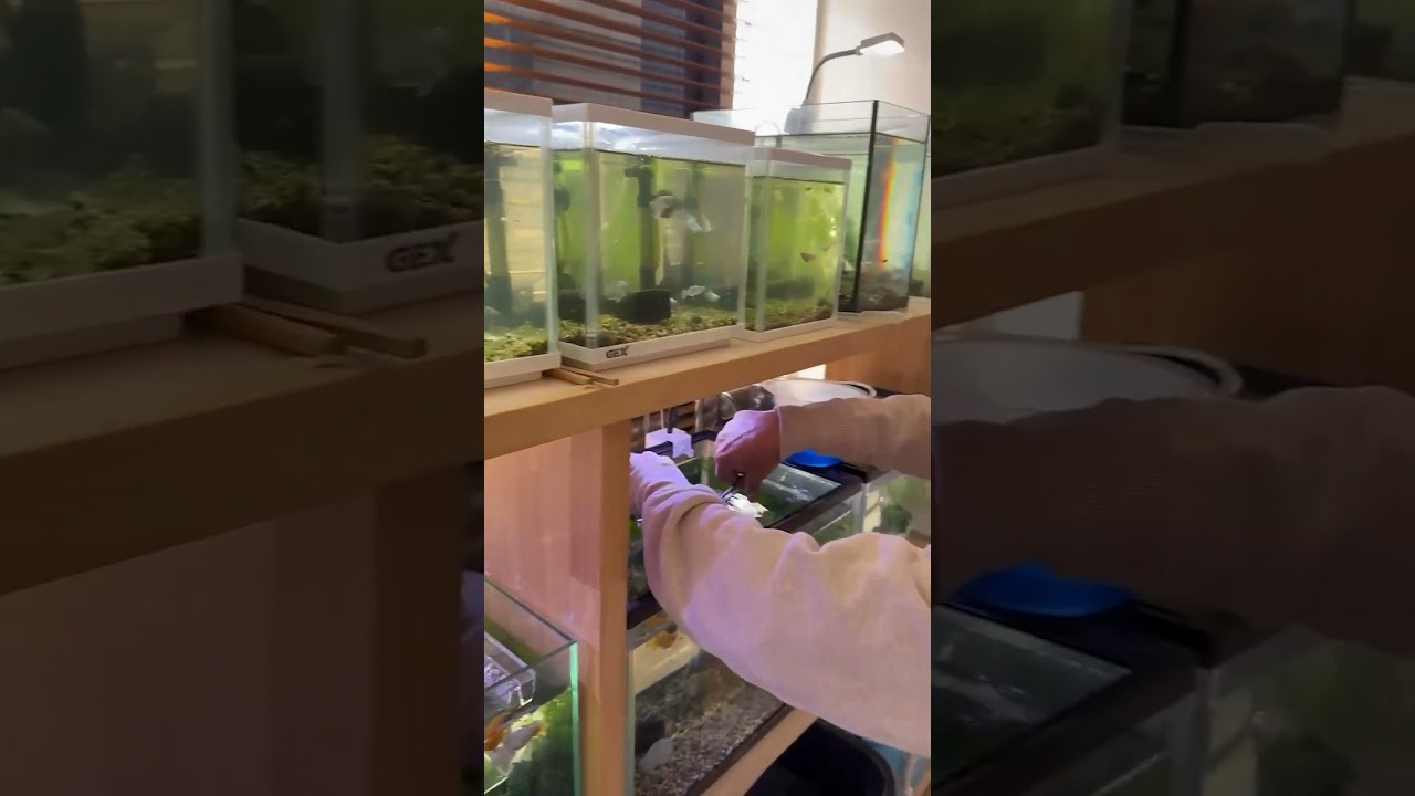 黙々と作業中の前川さん #前川清  #メダカ #アクアリウム