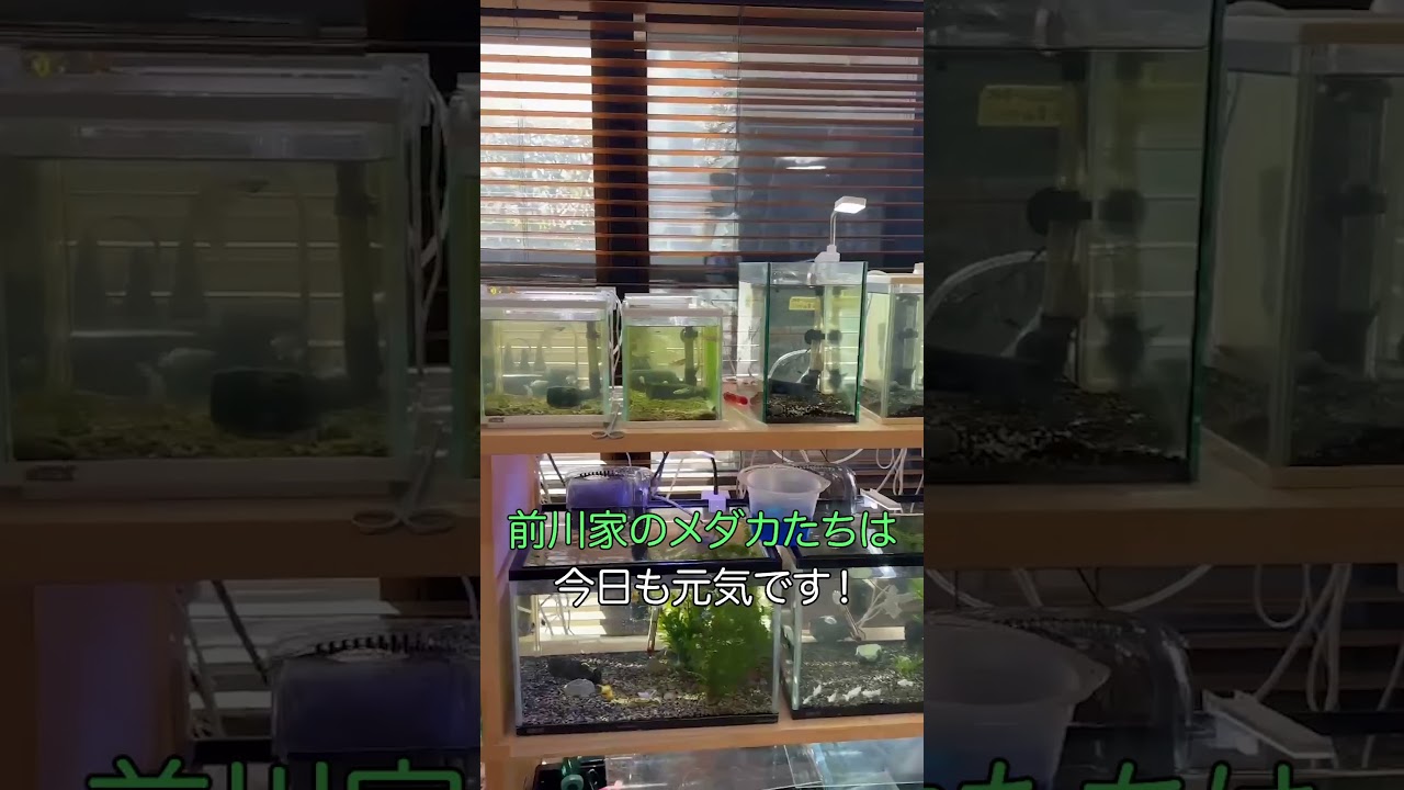 前川家のメダカたちは今日も元気です！　#前川清 #アクアリウム #メダカ