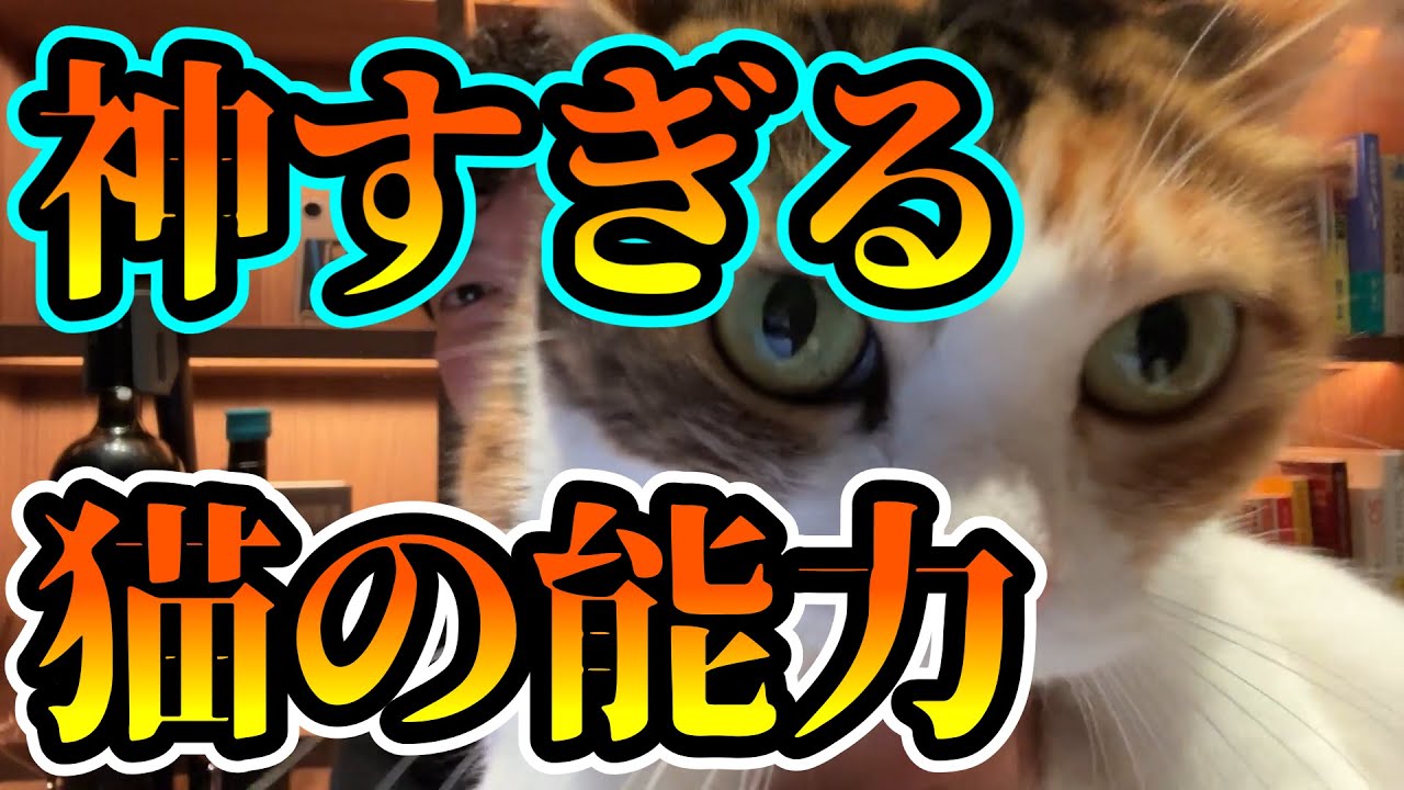 【ガチすごい】猫が人を遥かに超える最高傑作である理由