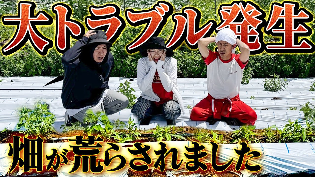 【大トラブル発生】畑が荒らされてキャベツが作れなくなりました